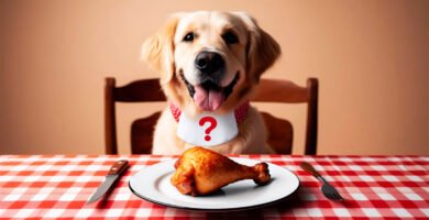 Golden Retriever sitting at a table with a cooked chicken drumstick, illustrating the question 'Can dogs eat chicken?'