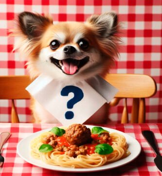 Chihuahua sitting at a table with a pasta dish, illustrating the question 'Can dogs eat pasta?'