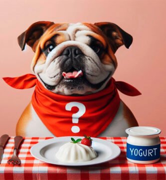 Bulldog sitting at a table with a yogurt, illustrating the question 'Can dogs eat yogurt?'